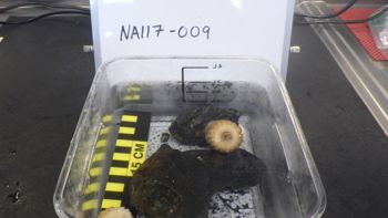 Media type: image;   Invertebrate Zoology 153104 Description: live specimen;